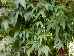 Smodingium argutum