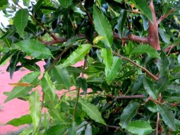 Spirostachys africana young leaves