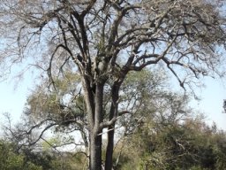 Spirostachys africana 