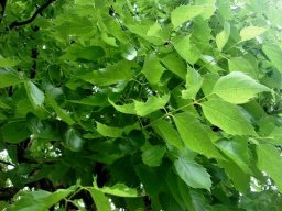 Steganotaenia araliacea var. araliacea leaves