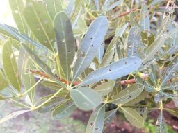 Sterculia alexandri