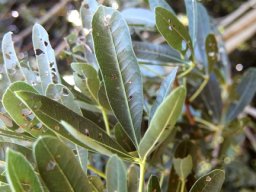 Sterculia alexandri leaves