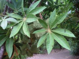 Sterculia murex