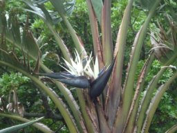 Strelitzia nicolai fresh flowers