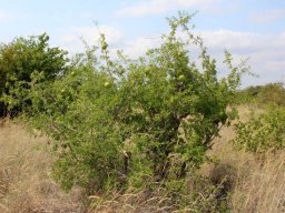 Strychnos madagascariensis