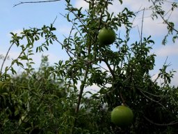 Strychnos madagascariensis fruit