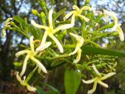 Tabernaemontana elegans flowers