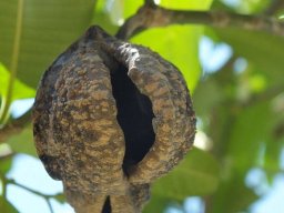 Tabernaemontana elegans fruit husk