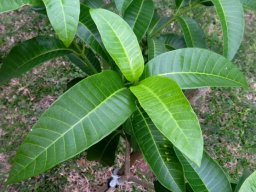 Tabernaemontana elegans leaves