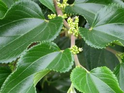 Trema orientalis stem-tip