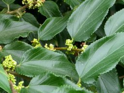 Trema orientalis