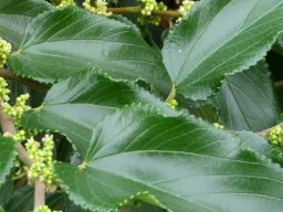 Trema orientalis leaves