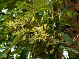 Trichilia emetica subsp. emetica flowers