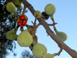 Trichilia emetica subsp. emetica fruits showing stipes