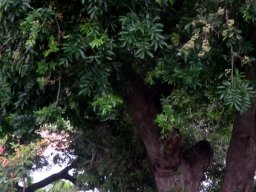Trichilia emetica subsp. emetica trunk