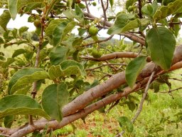 Vangueria infausta subsp. infausta fruit among the leaves