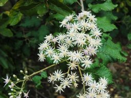 Gymnanthemum coloratum inflorescence