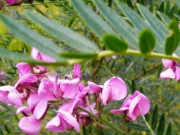 Virgilia divaricata