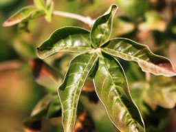 Vitex obovata leaf