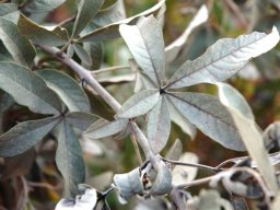 Vitex zeyheri leaves