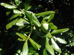 Warburgia salutaris