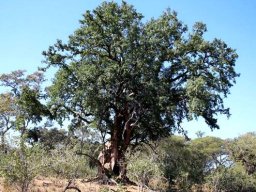 Xanthocercis zambesiaca