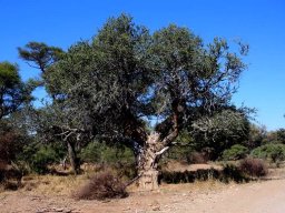 Xanthocercis zambesiaca, a nyala tree getting old
