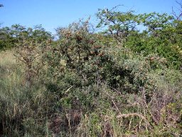 Ximenia americana var. microphylla