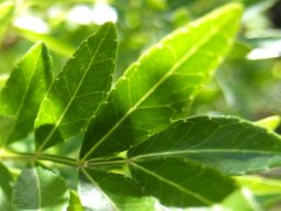 Zanthoxylum capense translucent leaves