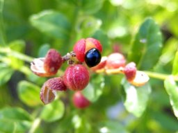 Zanthoxylum capense ripe fruit