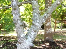 Zanthoxylum capense trunk